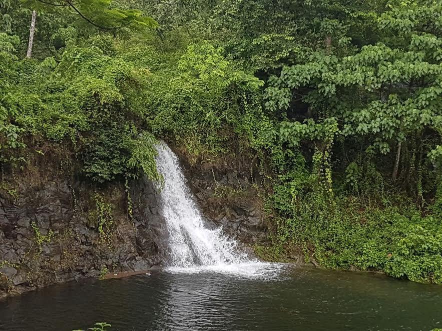 Athirapally Green Trees Athirappilly Buitenkant foto